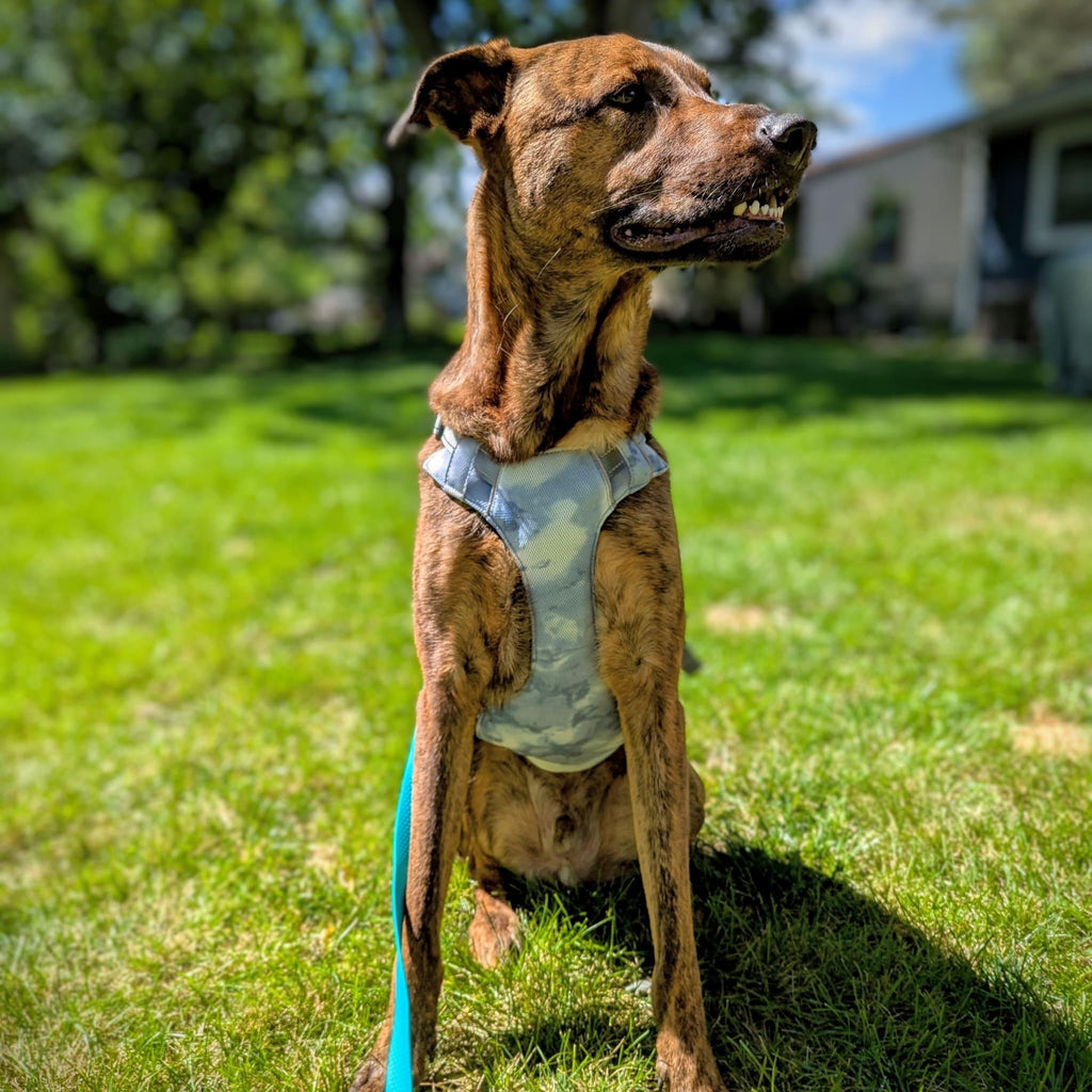 Explorer Cooling Harness - Bear & Me Outdoors